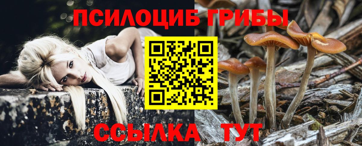 Псилоцибиновые грибы Psilocybe Майский